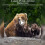 Wildlife Tracking Outdoor Security Camera 4K 24MP 7