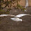 Soaring Seagulls Hanging Mobile Wing Wood Flying S 5