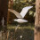 Soaring Seagulls Hanging Mobile Wing Wood Flying S 6