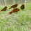 Rusty Birds Decoration, Metal Birds Statues Lifeli 1