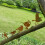 Rusty Birds Decoration, Metal Birds Statues Lifeli 10