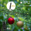 Christmas Tree Lights IP65 Water Proof 16 Lines 8 3
