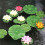60 Pieces 5 Kinds Artificial Floating Foam Lotus L 9
