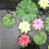 60 Pieces 5 Kinds Artificial Floating Foam Lotus L 6