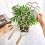 Pothos Plant Climber Support,Wooden Honeycomb Indo 4