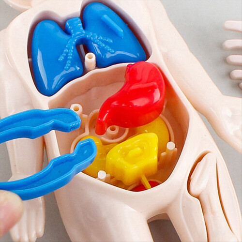 Kid Puzzle 3D modello di corpo umano anatomia peluche Montessori organo di apprendimento giocattolo assemblato fai-da-te strumento per l'insegnamento dell'organo del corpo prescolare