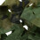 2pcs 2M x 1.5M Hide Camouflage Net Hunting Oxford 8