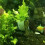 300Pcs/Set Hydroponic Gardening Plant Tools Plante 11