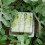 2X Big Size Plastic Clear Heart Square Watermelon 7