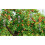 96PCS Bird Repellent Discs Reflective Hanging Devi 8