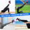 Tiras de tornozelo com fixação para halteres para exercícios e treinamento de pernas. 4
