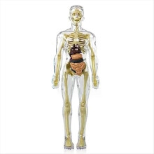 Modelo de torso humano 3D, esqueleto anatómico, modelo humano, piezas extraíbles, juguete de esqueleto DIY