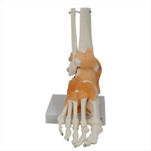 Modelo de articulación del pie con ligamentos, modelo de anatomía humana, tamaño natural, material didáctico médico.