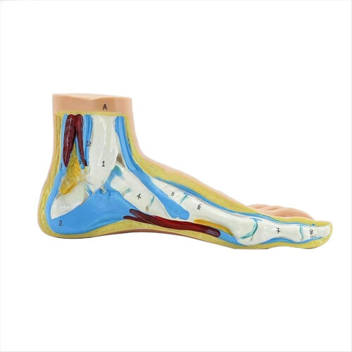 Modelo de anatomia do pé, modelo muscular normal de pé humano com arco plano (normal) 1