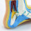 Modelo de anatomia do pé, modelo muscular normal de pé humano com arco plano (normal) 7