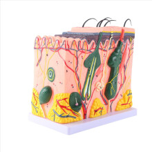 Modelo de piel, estructura del cabello, anatomía ampliada, científica para el aprendizaje en el aula, exhibición y enseñanza.