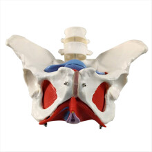 Cinturón lumbar de 2 secciones, modelo de músculo del suelo pélvico femenino, hueso de la cadera desmontable, anatomía del esqueleto humano.