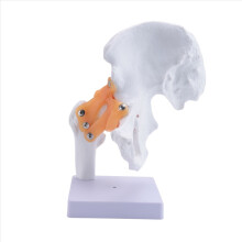 Modelo anatómico de cadera a tamaño real. Esqueleto humano. Anatomía. Ejercicios. Dolor óseo. Recursos didácticos.