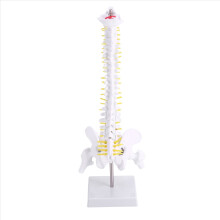 Modelo flexível de coluna lombar adulta em escala 1:1, com 45 cm de altura, incluindo disco espinhal e pélvis, ideal para massagem e ioga.