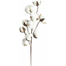 Naturligt bomullsskal, mjuka bomullsbollar för rustik lantlig inredning och blomsterarrangemang (10 st, vita)