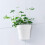 Flowerpot Wall Mounted Flower Shaped Plant Planter Container 3
