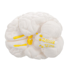 Human Brain Model: Anatomisches Gehirnmodell Mit Displayunterlage