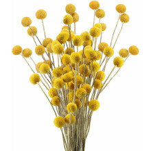 Herbstdeko, getrocknete goldene Kugelblumen für DIY-Bastelarbeiten, natürliche Trockenblumen mit gelben Billy-Button-Blüten zur Verschönerung der