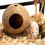 Private Space Coconuts Hamster Shelter Natural House For Dwarf 6