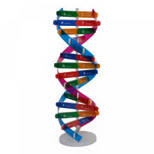 2-teiliges DNA-Modellbauset für Kinder: Doppelhelix-Gen-DNA-Modell, Biologie-Lehrmittel, DNA-Montage-Display