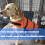Small Breeds Flotation Vest Comfortable-Fluorescent green L 4