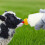 Thickened Handle Calfs Milk Dispenser Reusable Plastic Farm 6