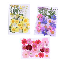 Hantverksmässiga naturliga torkade blommor, pressade blommor hantverksmaterial vakuumförpackning för hartsformar gör-det-själv-konst hantverk,