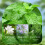 Tea Tree Oil Antischimmel Zeep Bar 5