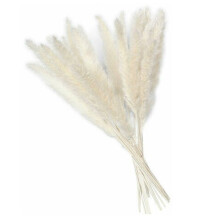Elegante ramo de hierba de la Pampa para decoración del hogar, flores secas no tóxicas que conservan su color original, 60 cm de largo, producto