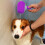 Nonslip Handle Pet Baths Brush Double Head Pet Baths-Blue 7