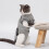 Protective Cats Surgical Suit for Easy Wear Prevents Licking-S 6