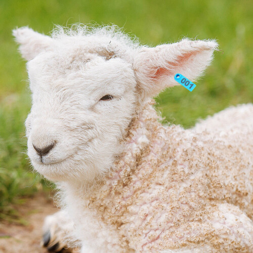 100 Genummerde Oormerken Voor Schaap Rund 2