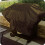 Hanjet Bche d'extrieur robuste et polyvalente, impermable, 16 x 20 pieds, en poly argent/marron, couverture extrieure 5