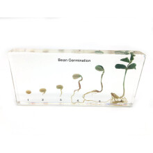 Bohnenkeimung im Acrylblock Lebenszyklus von Bohnenbiologie-Wissenschafts-Unterrichtsproben (Bohnenkeimung)