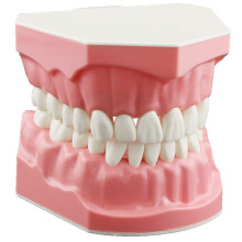 Dentalmall Dental Model B?rstning Tandtr?d ?v T?nder Typodonts Mode Gingiva Synlig Anatomisk Demonstration Undervisning Studerer Standardst?rrels