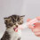 Pet Nursing Bottle Feeding Set With Removable-Lightpurple 2