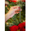 Premier - Scentsicles - O Christmas Tree 5