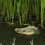 Realistic Floating Crocodilian Pond Decoration Pool Float Decoy 6