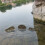 Realistic Floating Crocodilian Pond Decoration Pool Float Decoy 3