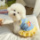 Camisole Pullover Dog Pullover Cool Vest for Medium Dogs to-M 4