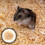 De Para Hamster E 4