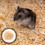Hamster Litière En Sciure Pour Petits Animaux D'Inde 4