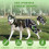 Breathability Canine Hip With Regulate Belts For Large Small-S 2