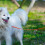 PVC Dog Leash for Training Walking Lead for Large Medium-1 S 5