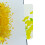 3D Ginkgo Forest Pop-Up Λουλούδια Κάρτα Ευχετήριας Κάρτας Επετείου, Κάρτα Επετείου Γάμου Pop 6